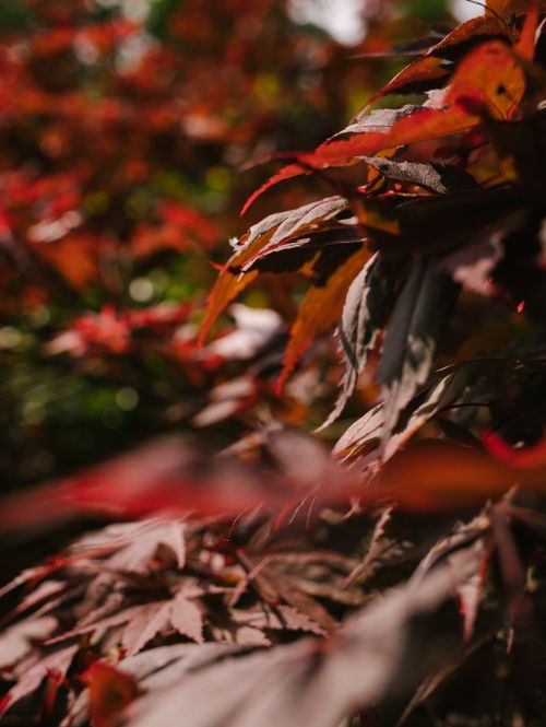 Free Grasp the beauty of fall with a close-up of red and brown autumn leaves. Stock Photo