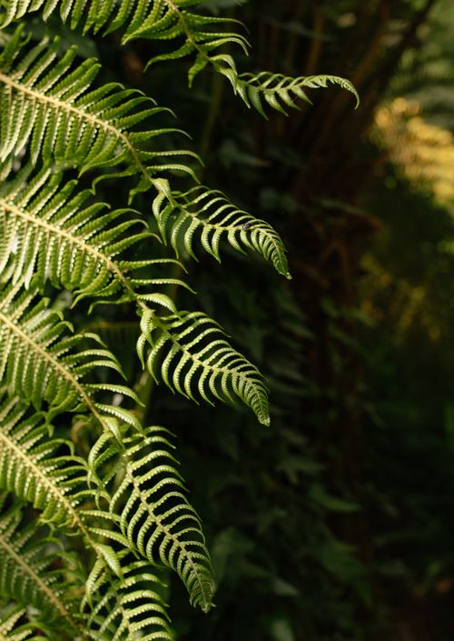 Free Detailed view of lush fern leaves in natural sunlight, showcasing intricate patterns. Stock Photo