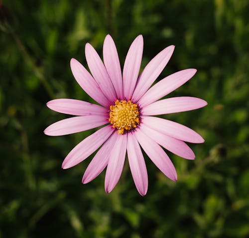 Blooming Pink Cape Marguerite