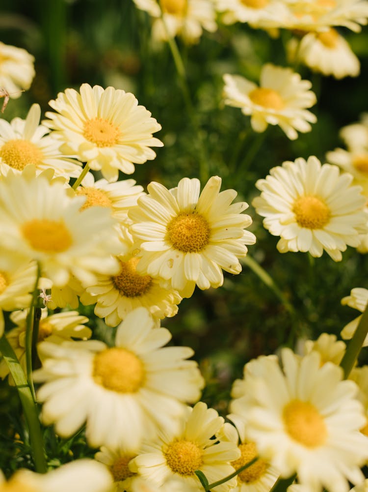 Close Up Of White Flowers