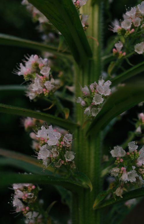 Free Beautiful close-up of delicate pink flowers in summer, showcasing natural growth. Stock Photo