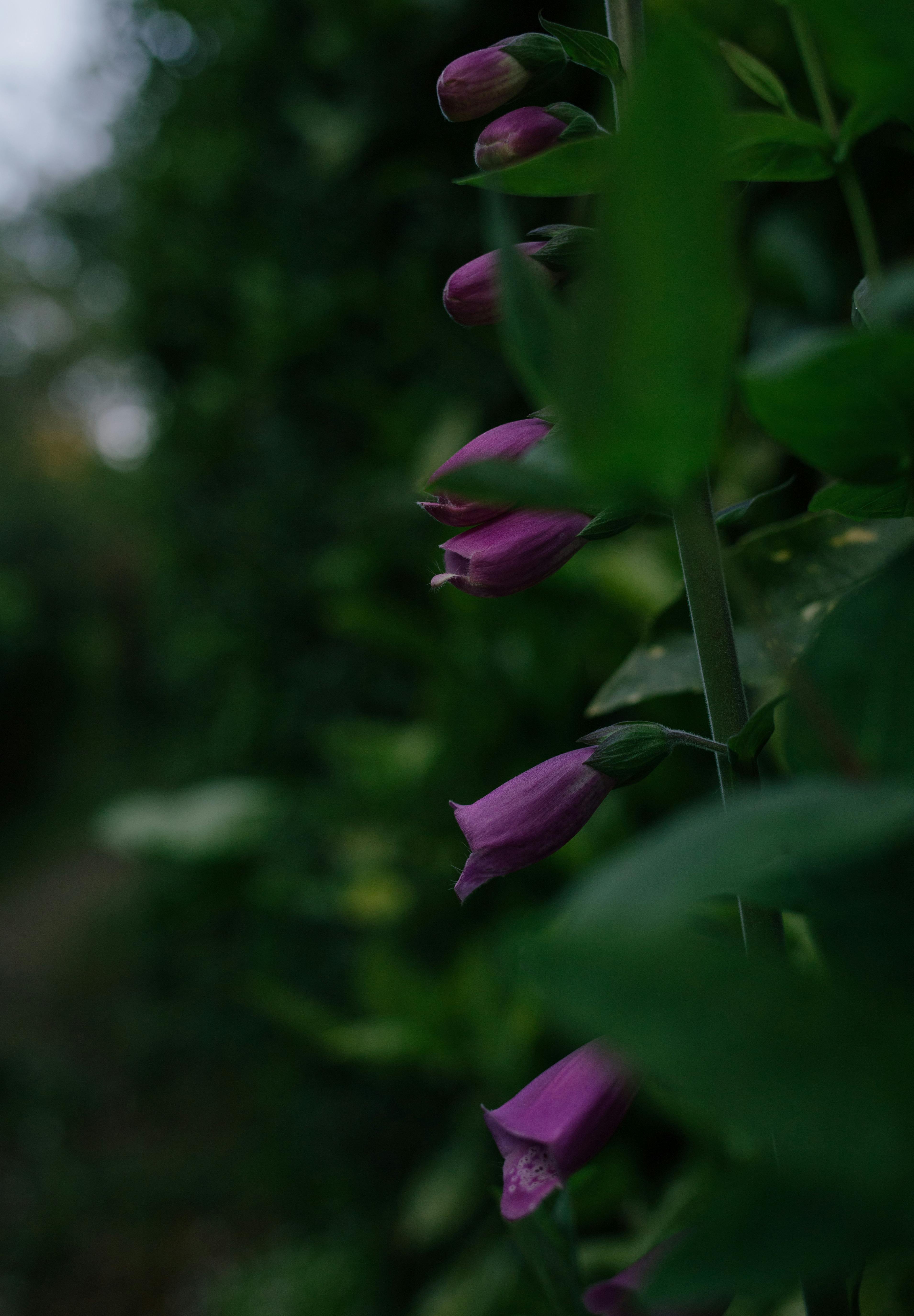 Purple Bell Flowers · Free Stock Photo