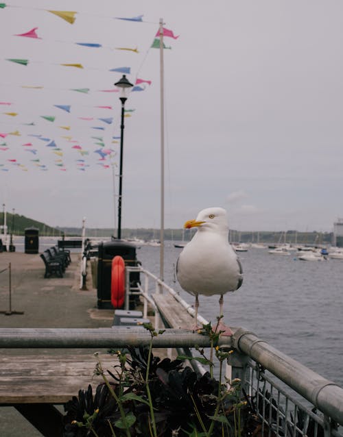 Free Seagull Standing on Promenade Railing Stock Photo