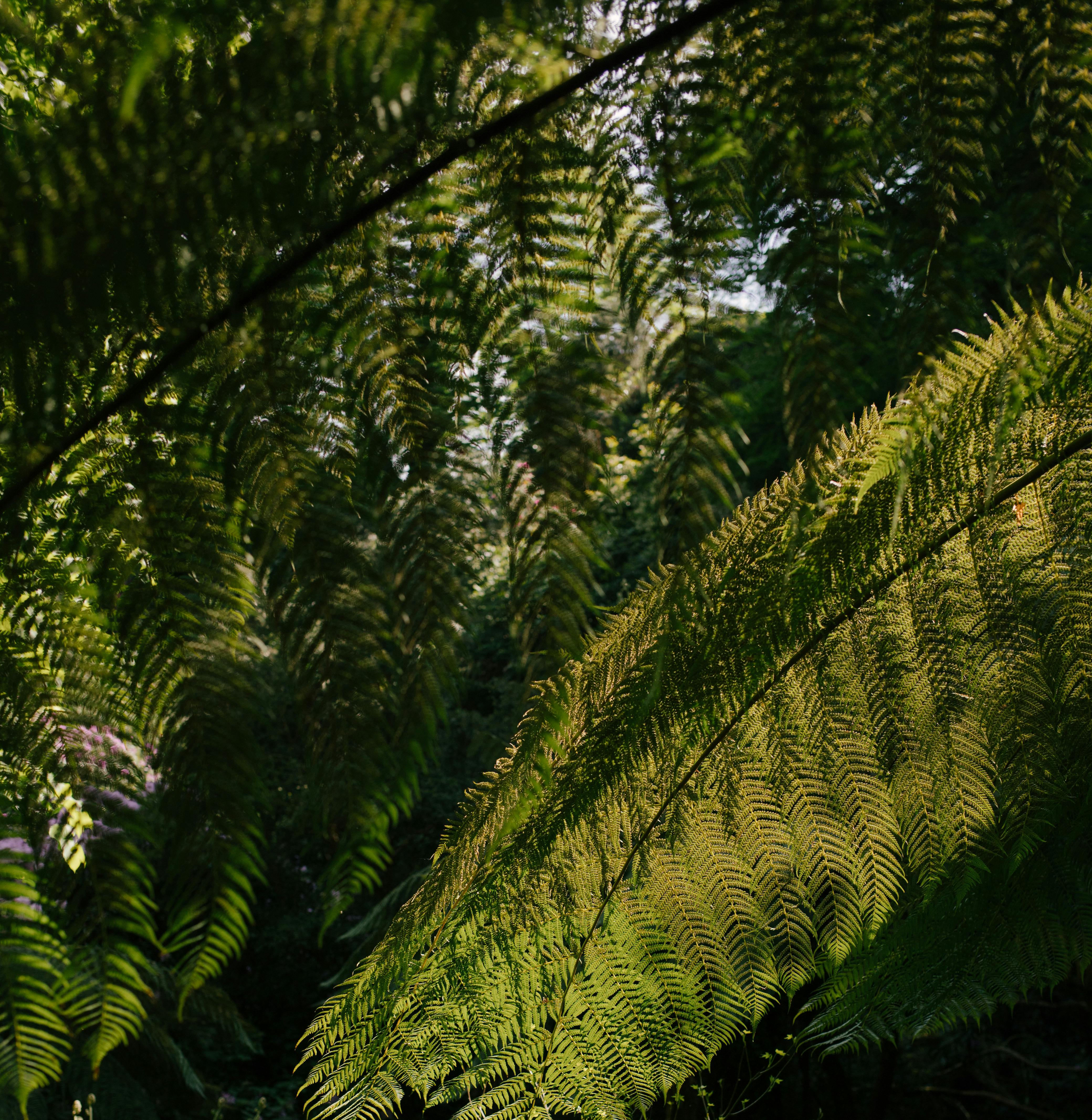 A vibrant pattern of green fern leaves with sunlight filtering through, creating an intricate natural tapestry.