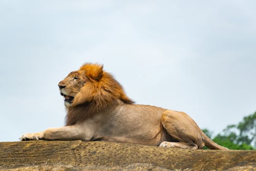 Gratis stockfoto met aan het liegen, beest, chillen