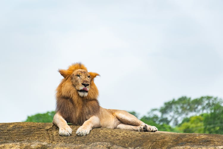 Persian Lion Lying On Rock