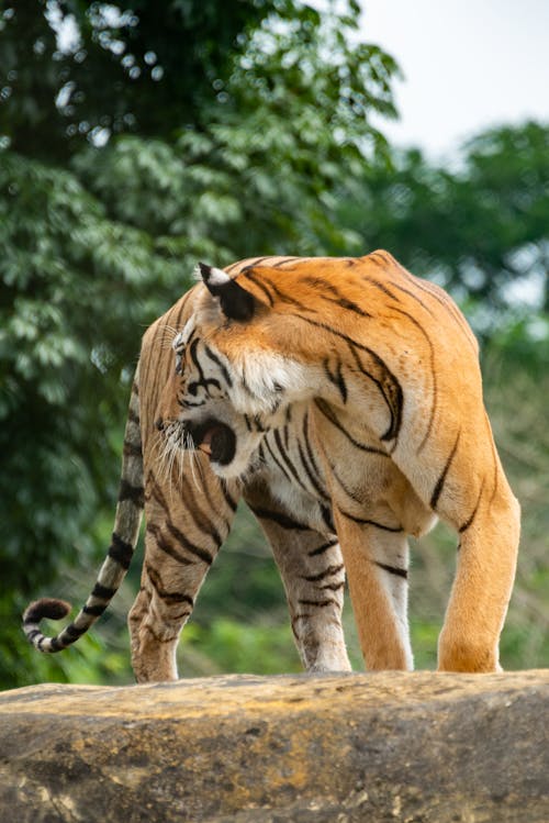 Foto d'estoc gratuïta de animal, dempeus, gat