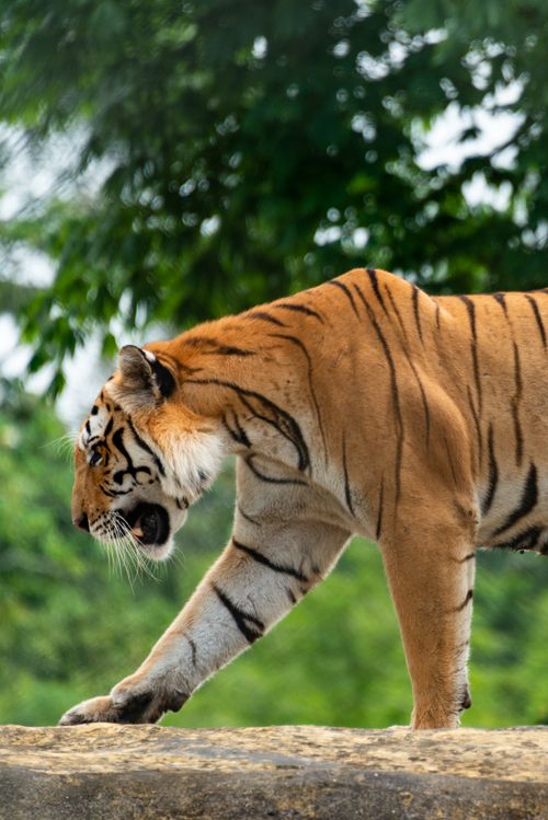 Free A captivating shot of a tiger strolling on a rock surrounded by dense green foliage. Stock Photo