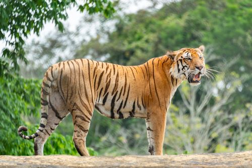Free A fierce Bengal tiger roams its lush jungle habitat, showcasing wild beauty. Stock Photo
