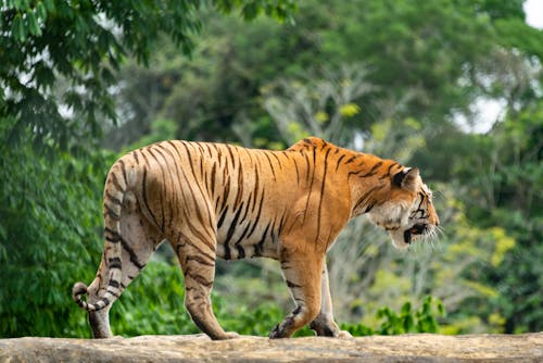 Foto d'estoc gratuïta de animal, caminant, gat