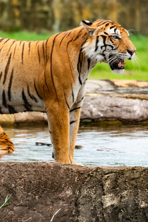Free Close-up of a tiger standing near water in a zoo, showcasing its majestic stripes and natural habitat. Stock Photo