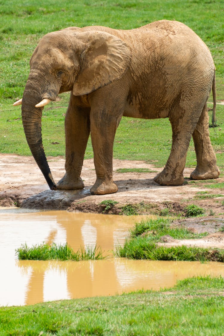 Elephant Standing By Pond