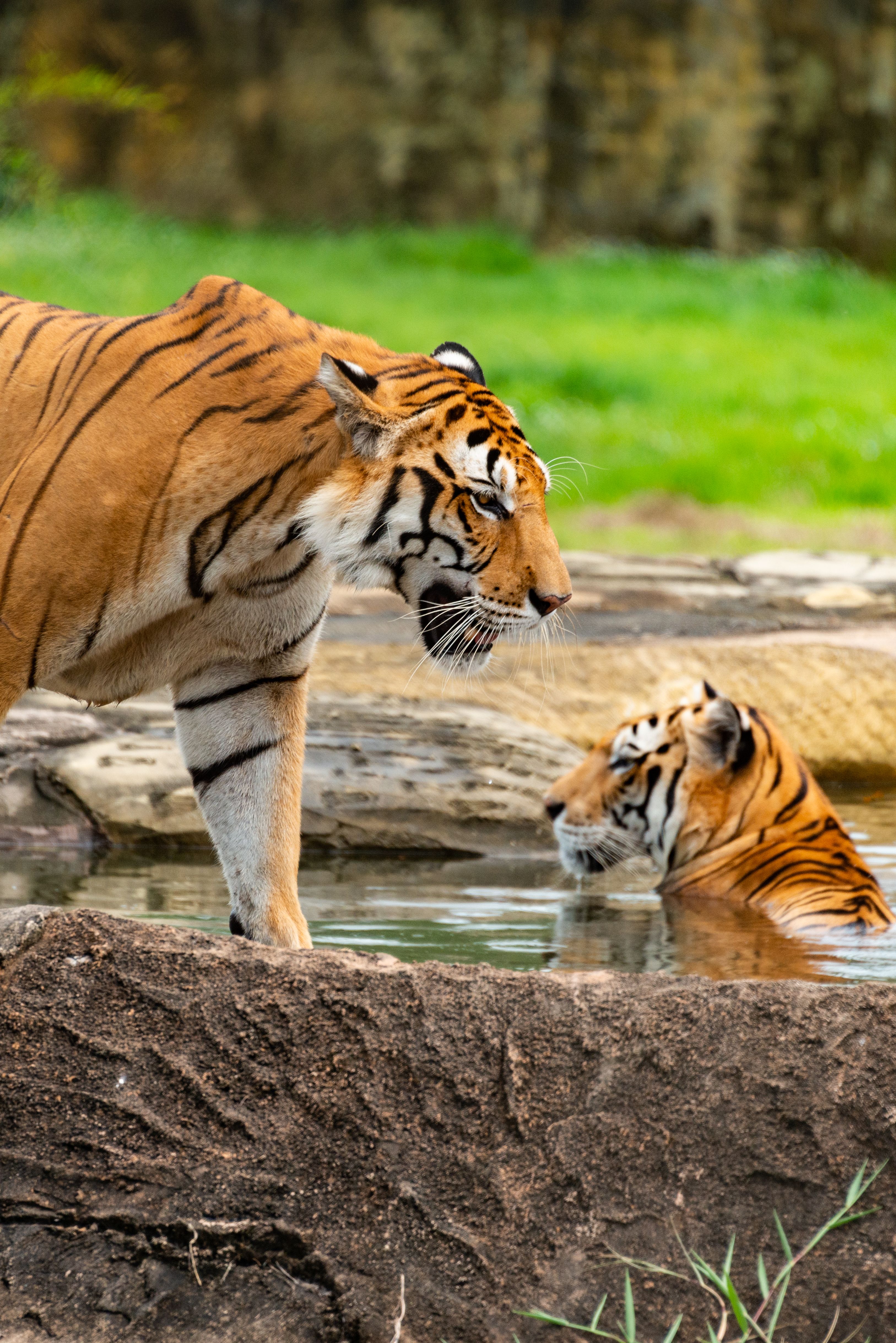 Tigers in a wildlife reserve, with one in the water, showcasing nature's beauty.