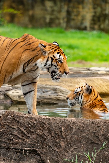 Tigers in a wildlife reserve, with one in the water, showcasing nature's beauty.