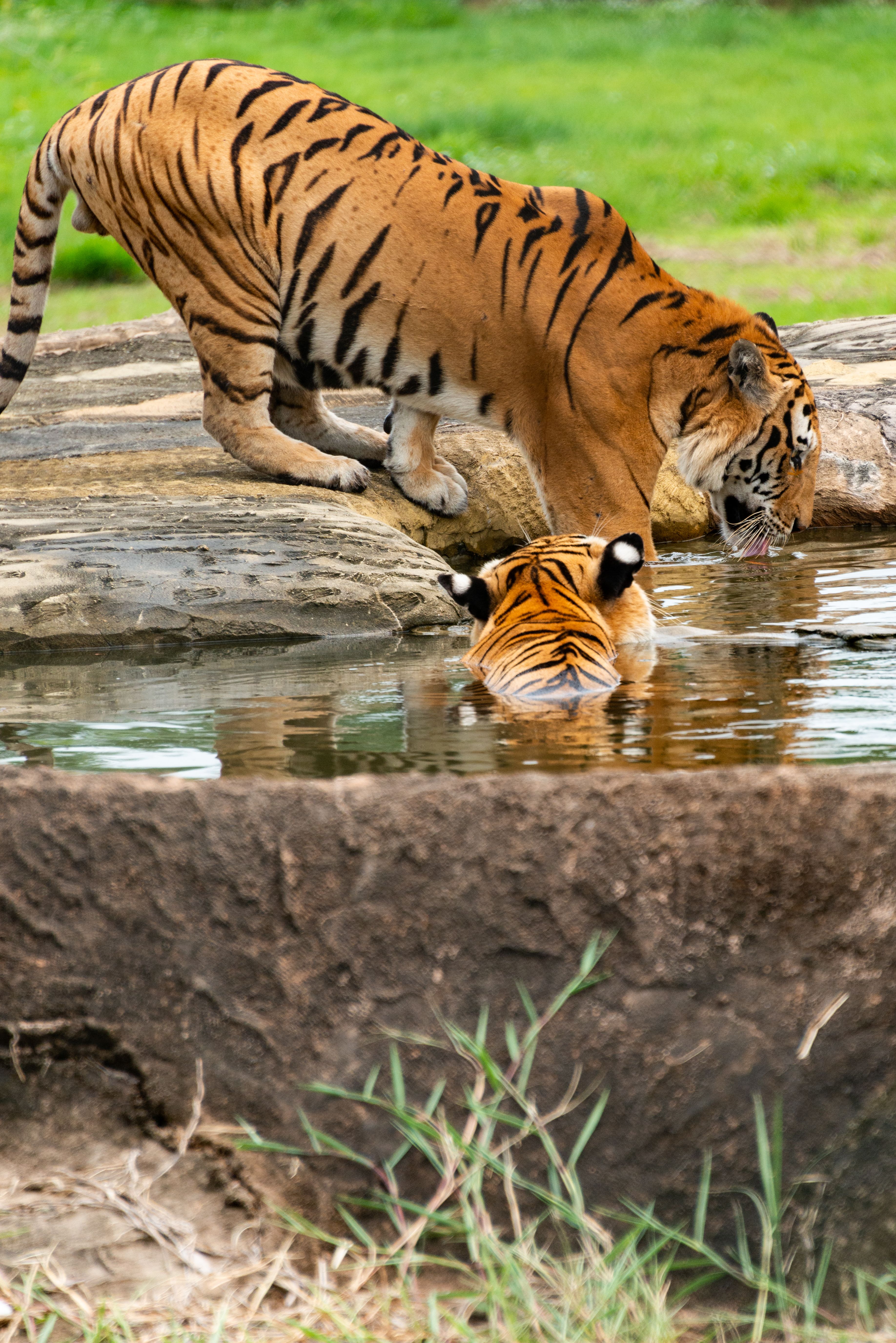 Two Bengal tigers quenching their thirst at a waterhole in a natural reserve.
