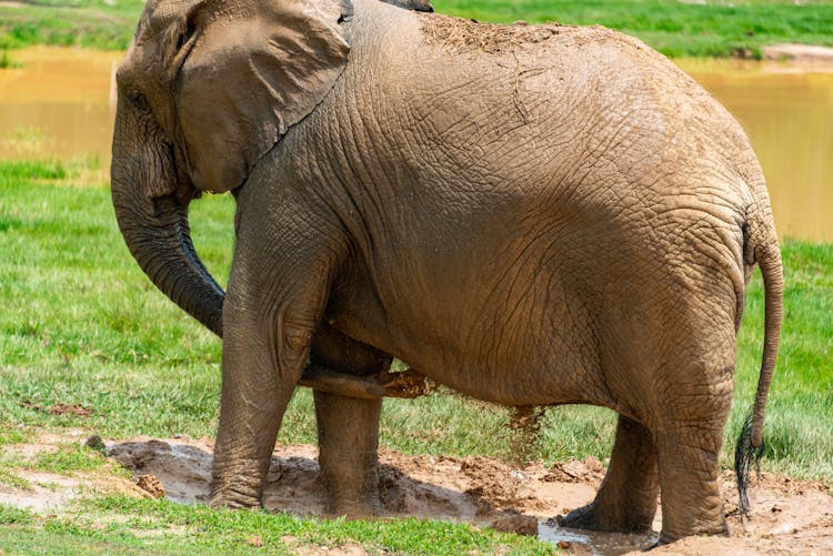 Elephant Standing In Wet Mud