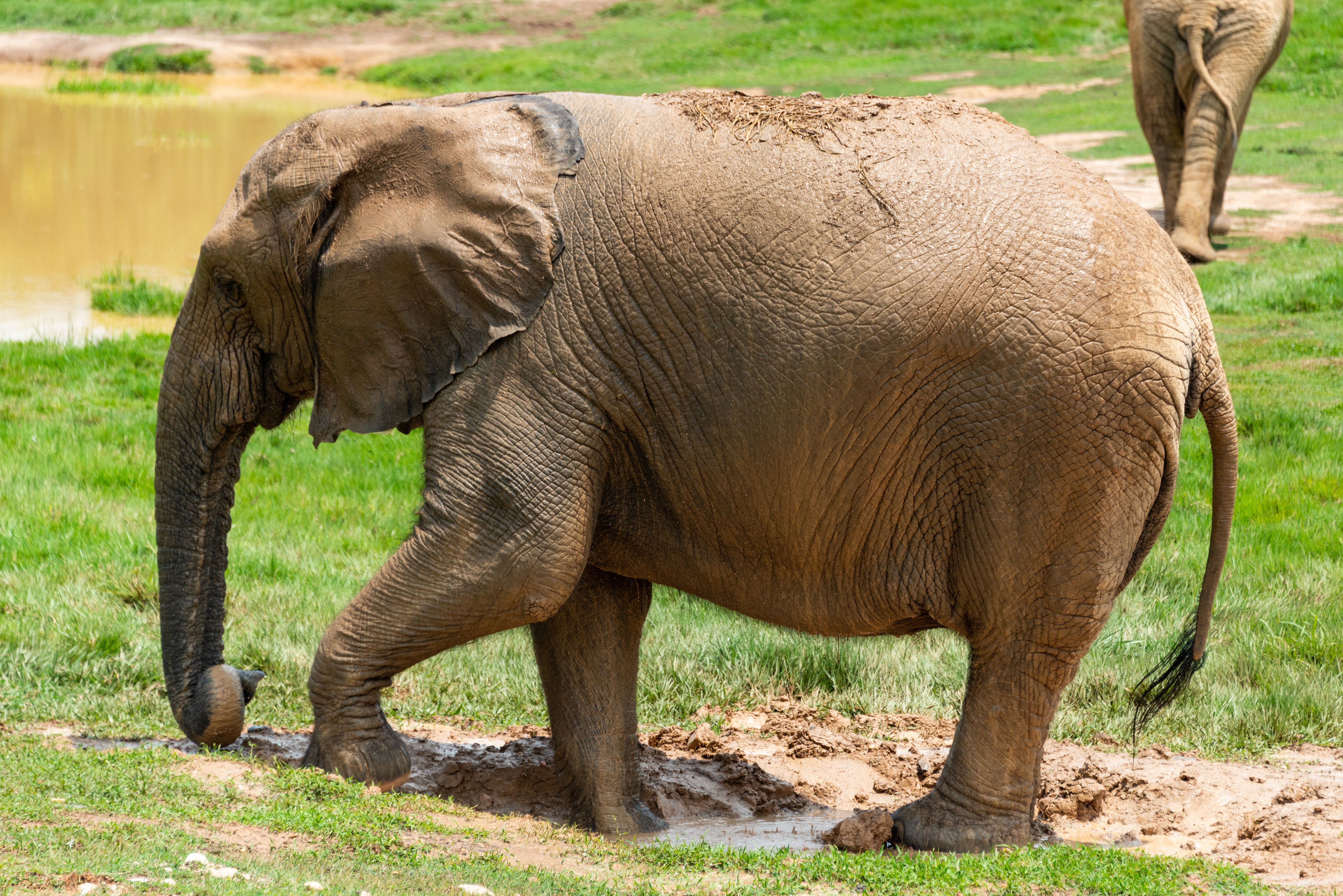 Elephant bathing in mud, Zambia