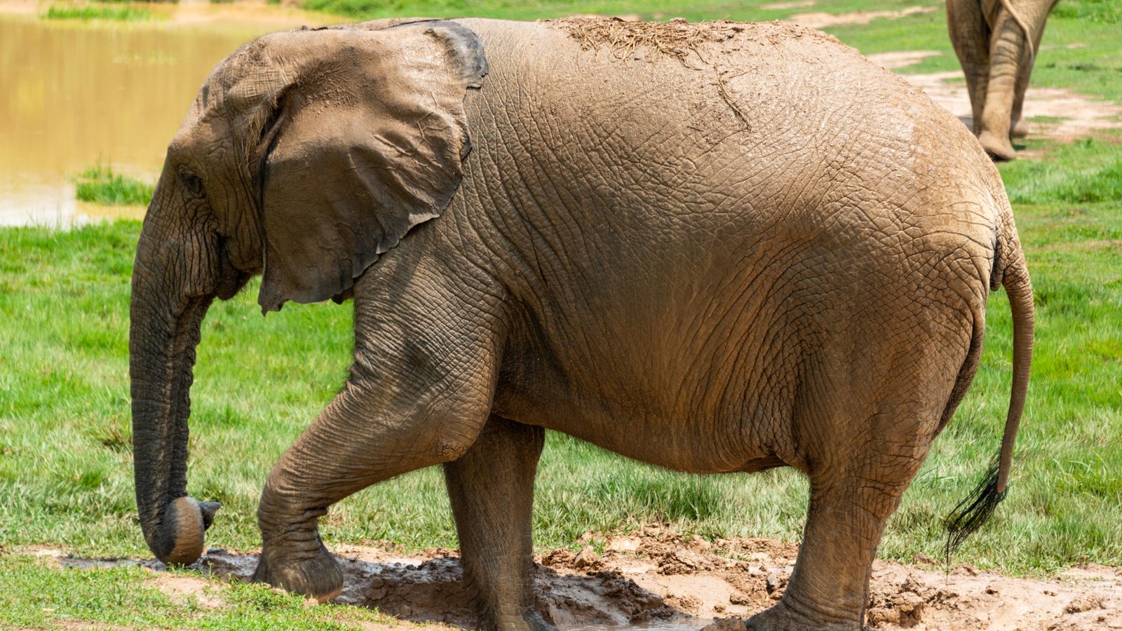 Elephant bathing in mud, Zambia