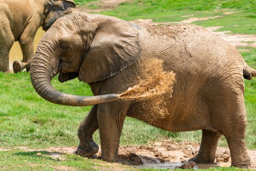 An Elephant Splashing Water with Its Trunk 