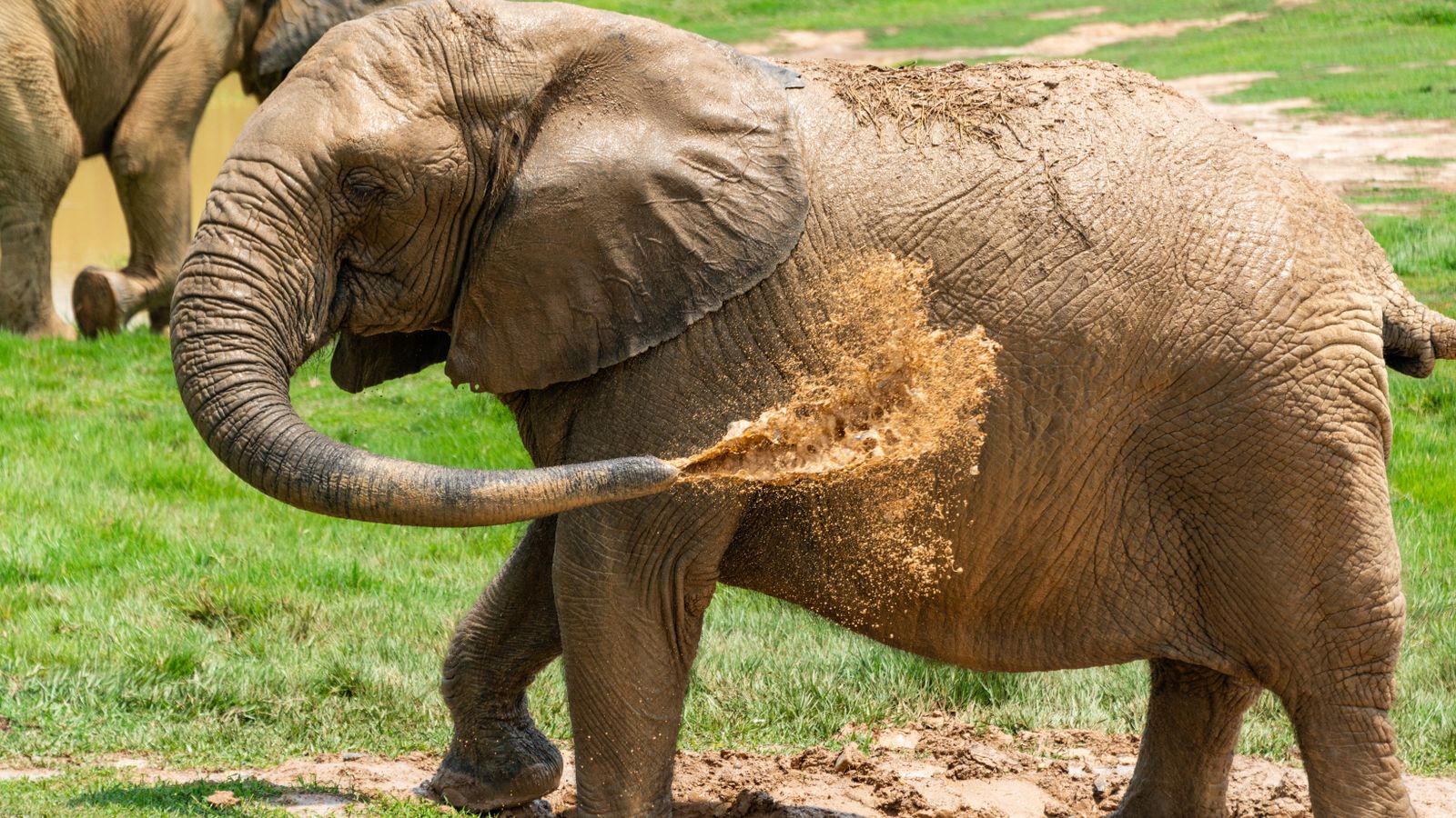 An elephant splashing water with its trunk, Mali