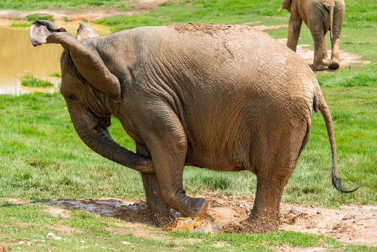 An Elephant Splashing The Water 