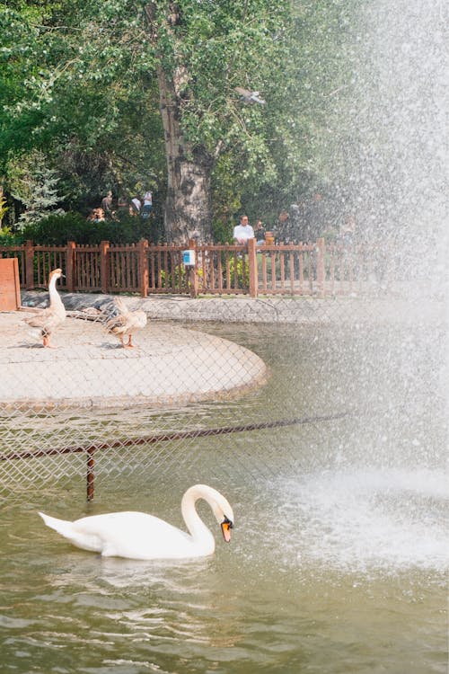 A Swan and Geese in the Pond