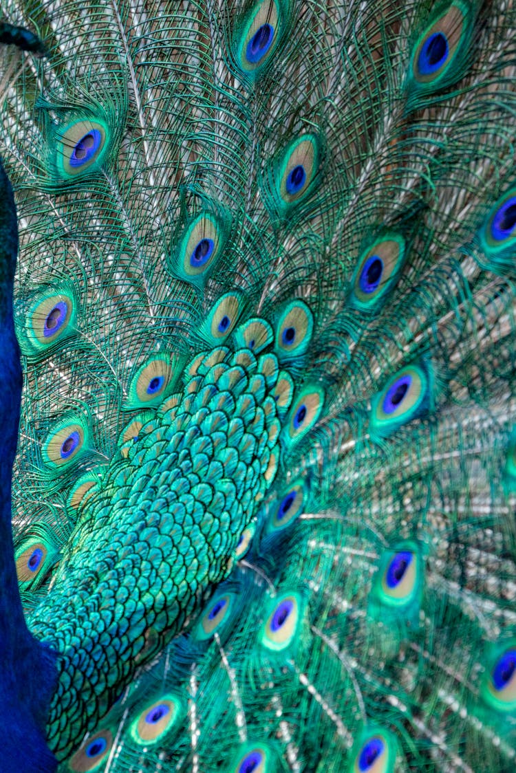 Close-up Of A Peacock With Its Tail Spread 