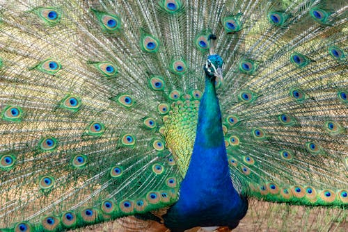 hayvan, kuş, rengarenk içeren Ücretsiz stok fotoğraf