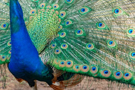 Close-up of a vibrant peacock displaying its colorful and patterned tail feathers in full splendor.