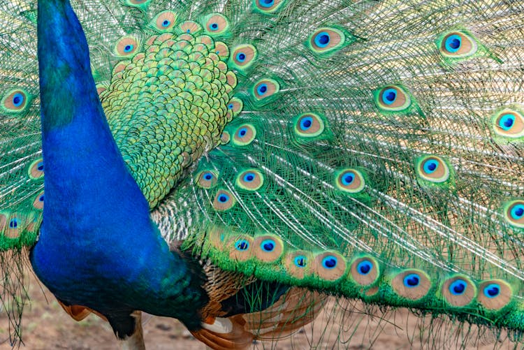 Close-up Of A Peacock With Its Tail Spread 