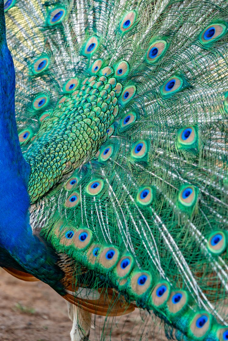 Close-up Of A Peacock With Its Tail Spread 