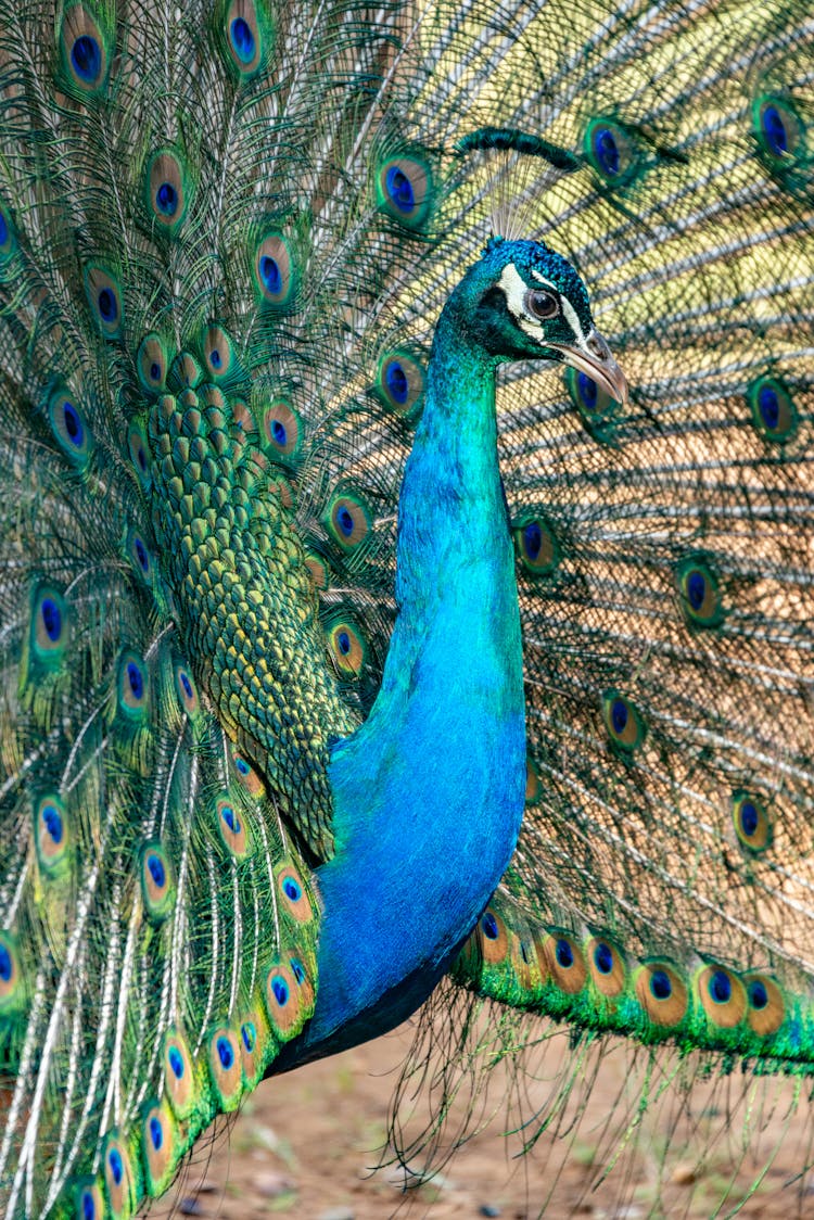 Close-up Of A Peacock With Its Tail Spread