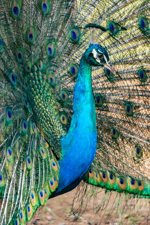 Free Stunning peacock showcasing vibrant plumage in a colorful display. Stock Photo