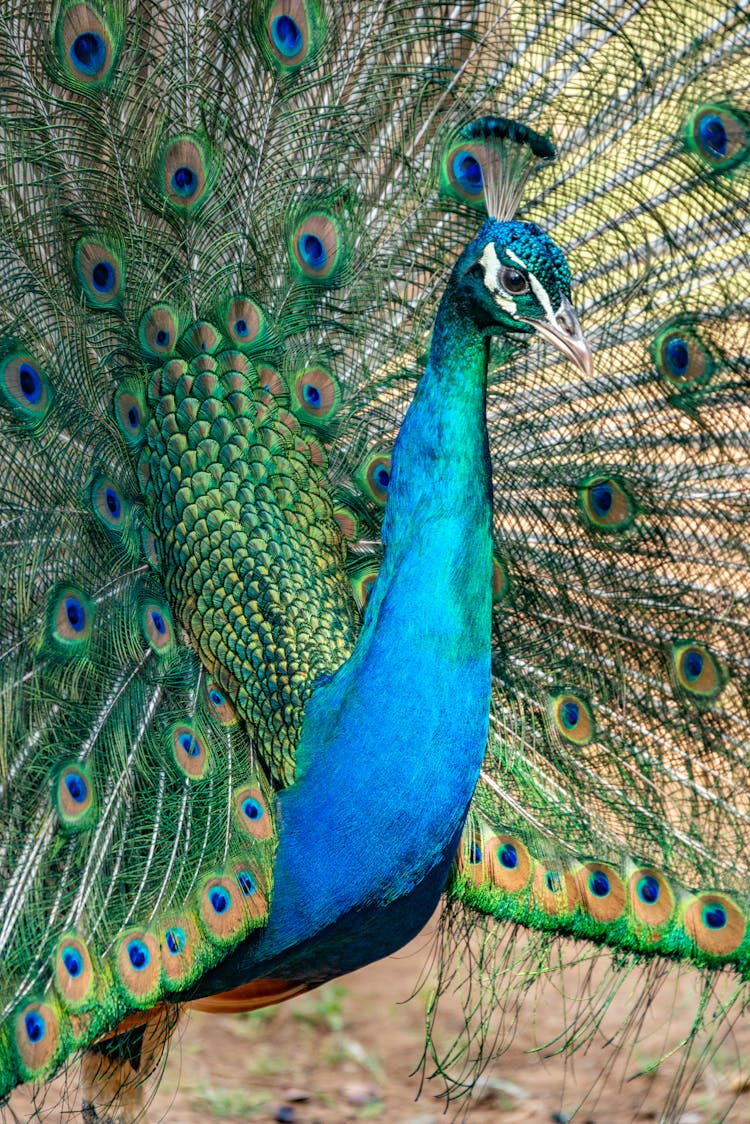 Close-up Of A Peacock With Its Tail Spread 