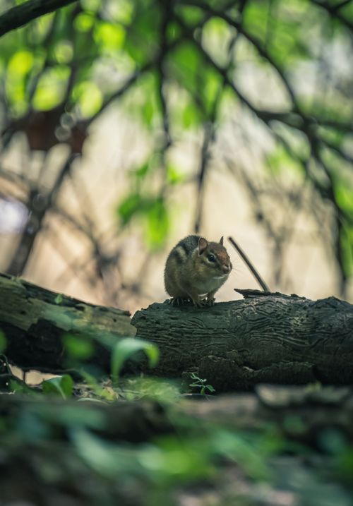 Free Charming chipmunk perched on a log in a lush forest, captured in selective focus with natural light. Stock Photo