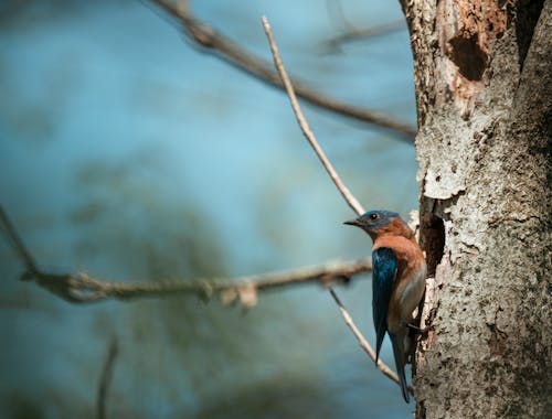 Бесплатное стоковое фото с восточная синяя птица, дерево, дикая природа
