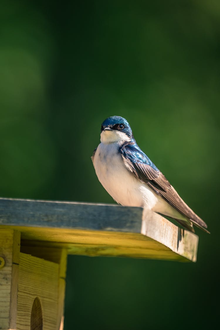 Tree Swallow Bird Sitting On Nest Box