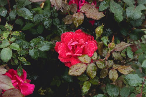 Close-up of a Wet Rosebush