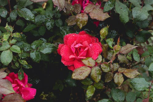 Gratis lagerfoto af blade, blomster, busk