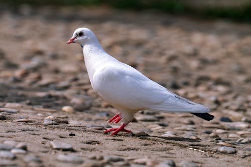 White Dove Standing on the Path