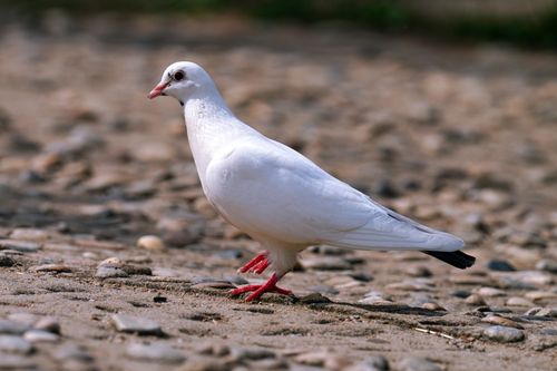 Free A white dove with red feet walking on a pebbled pathway outdoors. Stock Photo