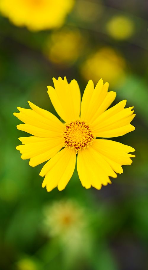 Free Close-up shot of a vibrant yellow Coreopsis flower in a natural setting, symbolizing spring. Stock Photo