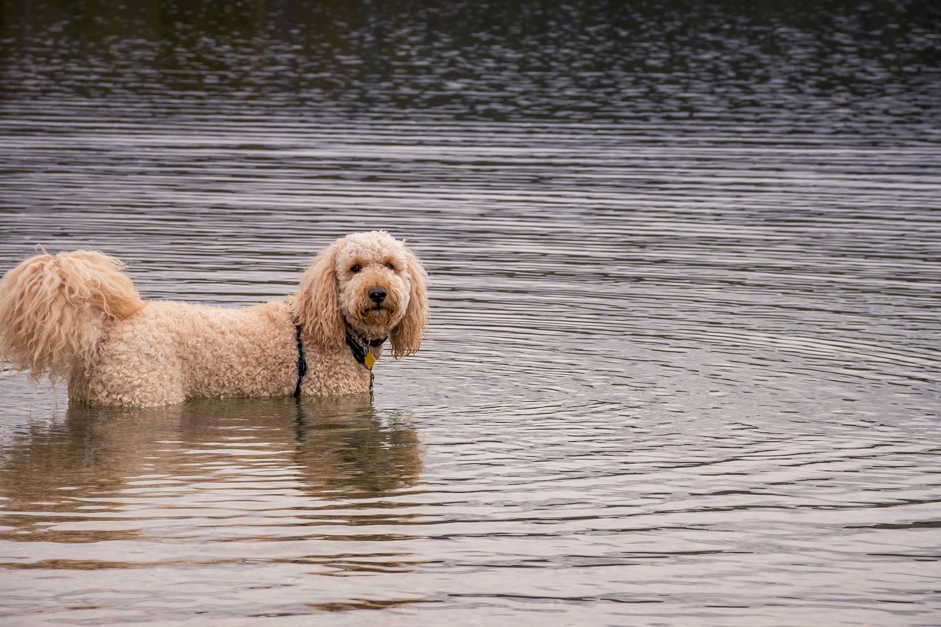 Brown Poodle on Water