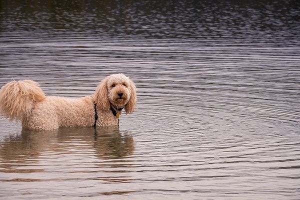 Goldendoodle with puppy cut — shorter all-over trim, soft rounded finish