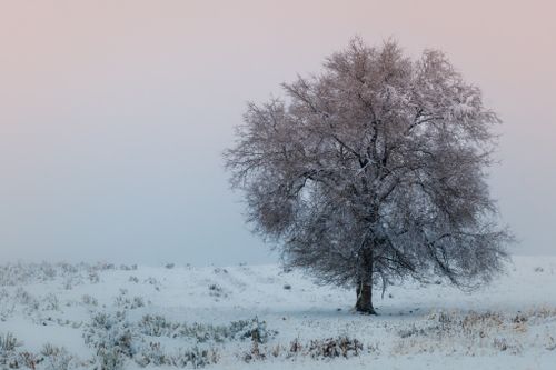 Free A solitary tree stands in a snow-covered field, surrounded by a serene winter landscape. Stock Photo