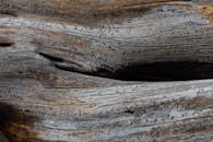 特写镜头展示了风化浮木上错综复杂的自然纹理和图案