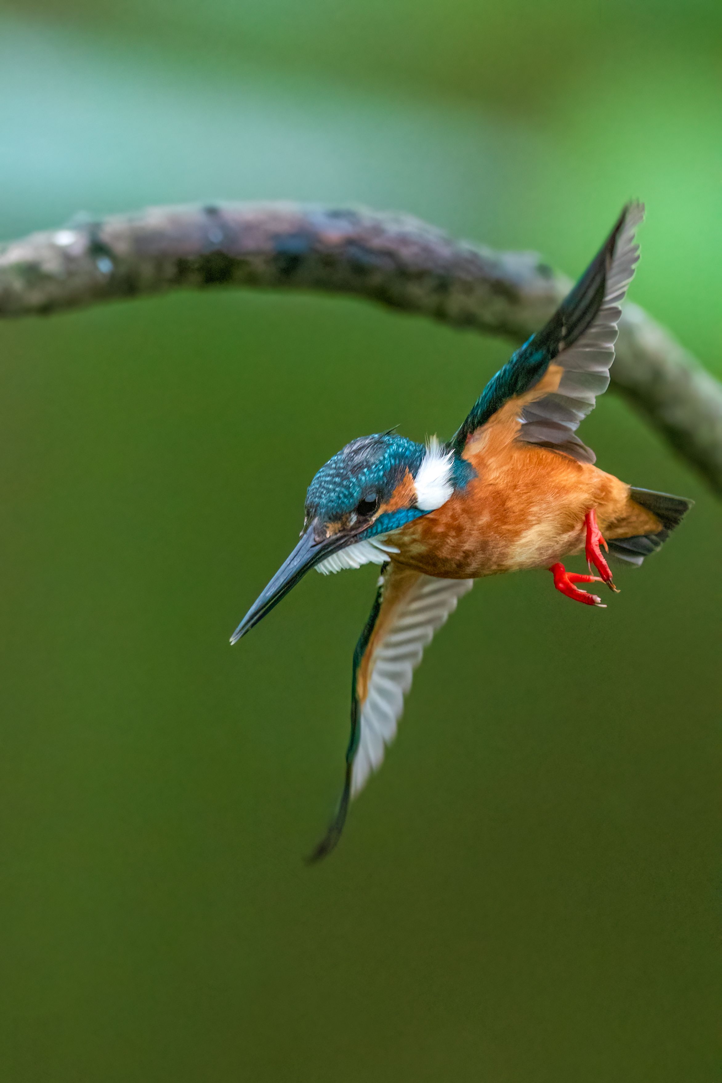 Close-up of a Bird in Flight · Free Stock Photo