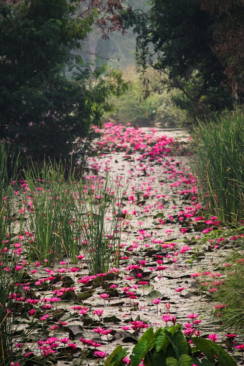 Gratis arkivbilde med blomster, innsjø, myr