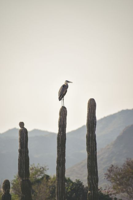 A heron majestically perched on a tall cactus with a mountainous landscape in the background.