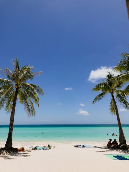 Palm Trees on Sunlit Beach